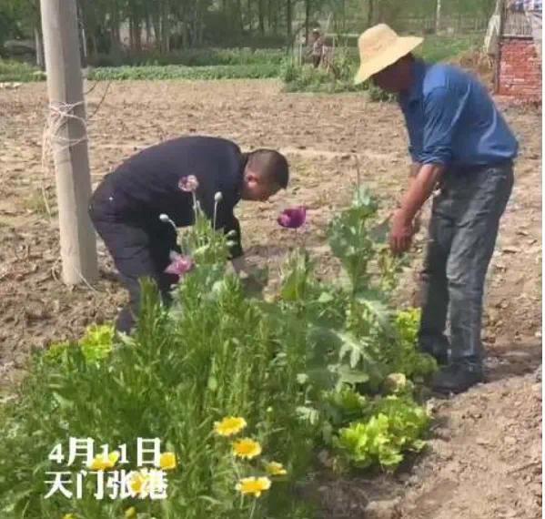 鱼目混珠！男子菜地里种罂粟和虞美人混一起 被依法行政处罚