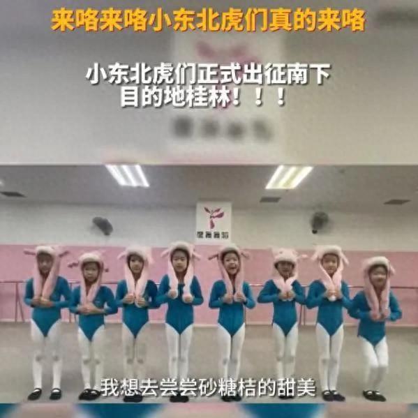 第一批“小东北虎”已到达桂林 在这里他们将开始迎来一段新的旅程