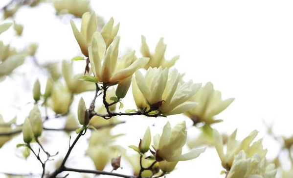 谁说南京大学没“校花”?近80种春花次第开放