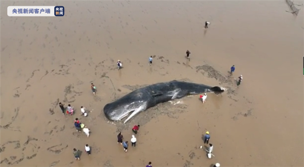 浙江台州海上惊现抹香鲸尸体：或为此前搁浅