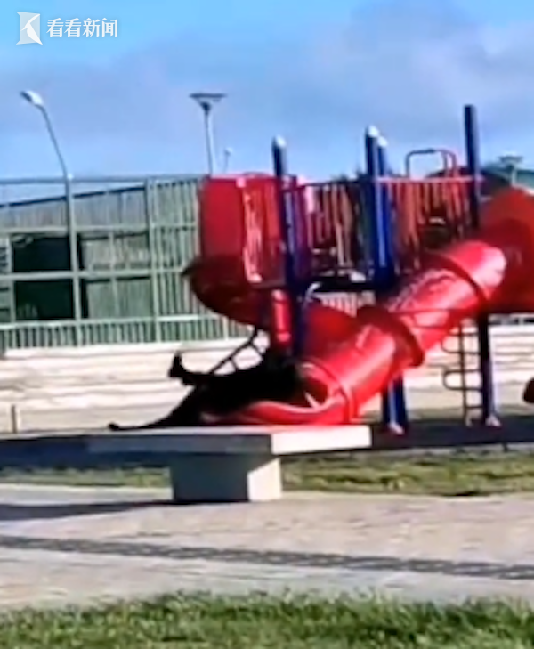 童心未泯？智利总统玩儿童滑梯 结果卡住了..