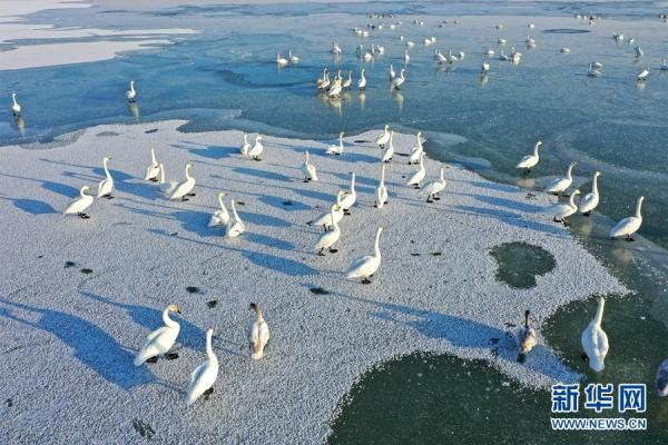 甘肃张掖：大批白天鹅“打卡”黑河湿地