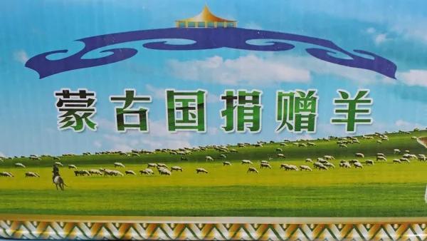 502只蒙古国捐赠羊抵豫 全部分配给援鄂医疗队员