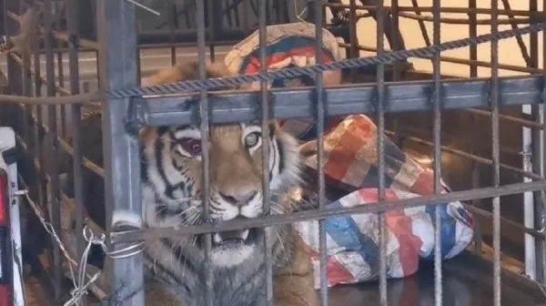 晚报|王毅称民主不是可口可乐、东北虎将接受体检