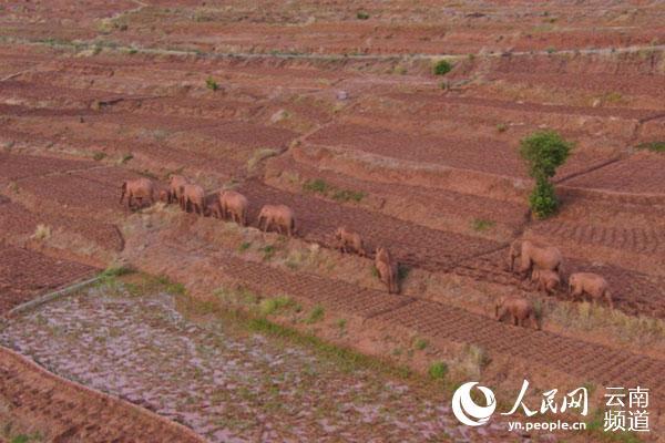 云南省林草局：亚洲象数量不断增长 分布范围不断扩大