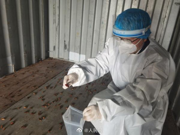 厦门海关空箱中截获2000只活蟑螂 是多种传染病的重要病媒生物