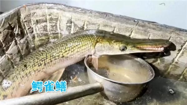 河南汝州抽干湖水抓怪鱼鳄雀鳝，结果令人尴尬