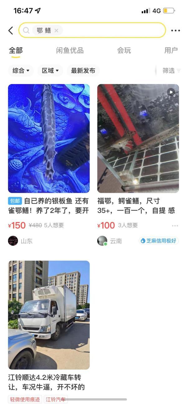 鳄雀鳝被部分网店换名“雀鳝鳄” 最高售价300元