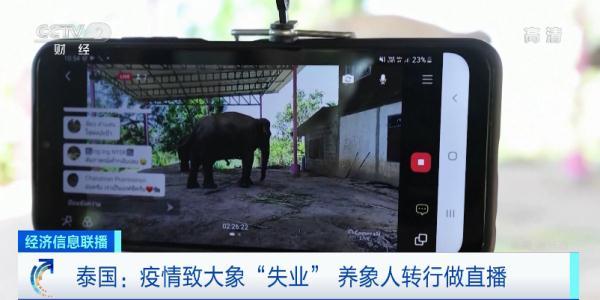 游客锐减泰国大象“失业” 只能靠直播打赏维持生活
