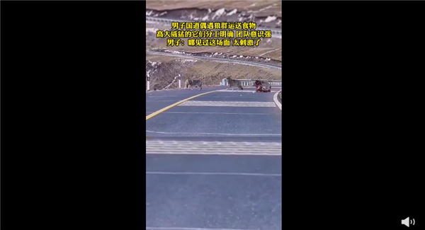 甘肃国道上司机偶遇狼群运送食物 网友直呼：团队协作强到让人惊叹