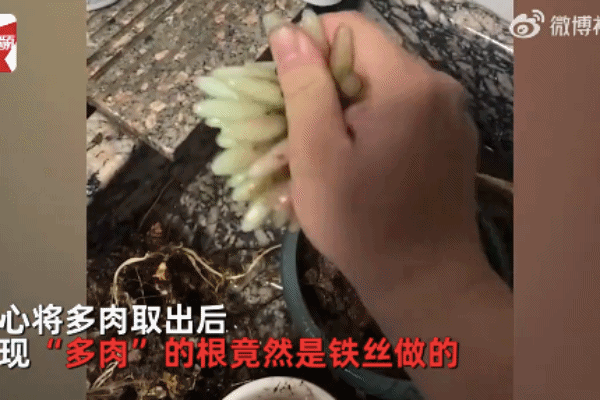 女子养了1年的多肉是塑料做的，气晕了！