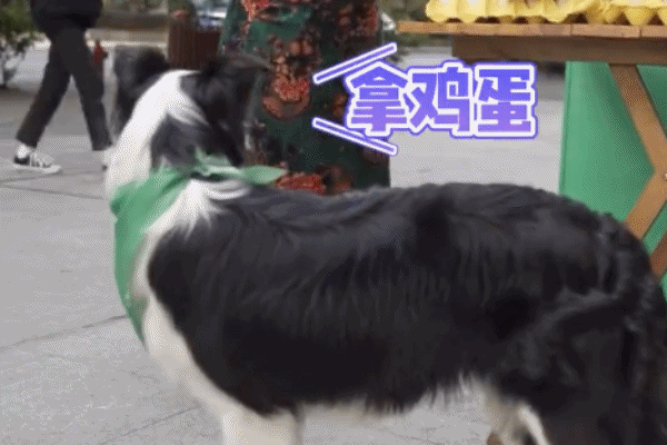边牧独自看摊按铃送出50颗鸡蛋 网友：送它上学 我看摊