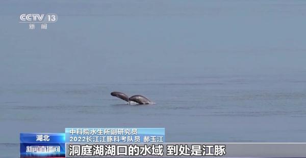 长江干流现99对母子江豚 网友：少女心泛滥了   