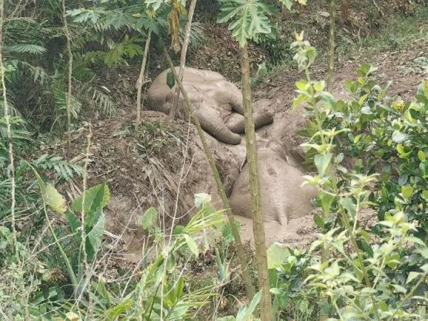 野生亚洲象坠坑获救 进行了一场亚洲象与人的接力救援