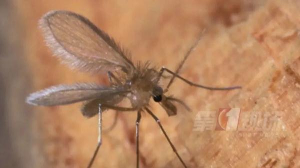广东发现1例罕见黑热病，与这种虫子有关！疾控部门提醒