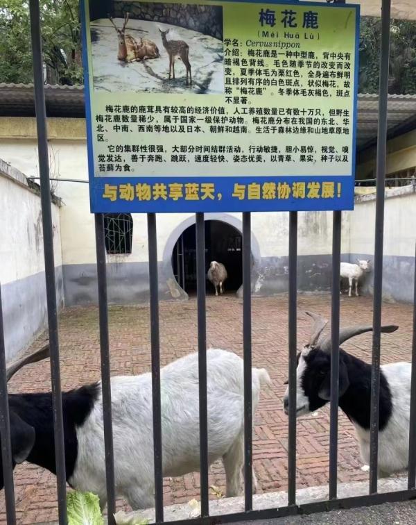 衡阳市动物园回应“货不对板”争议：鸡是观赏禽，狗是收养的流浪狗