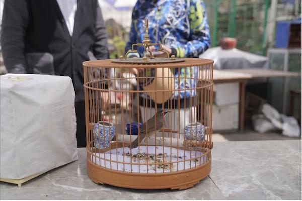 上海突击检查花鸟市场，查获大量保护动物与象牙制品