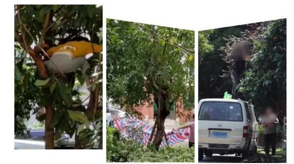 一周4起！就为贪这种便宜，多人坠落，两人心跳呼吸停止