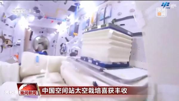 中国空间站太空菜园喜获丰收，生菜长势喜人