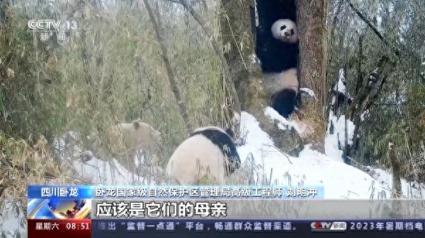 “卸了妆”的国宝竟然是个boy？我国首只白色野生大熊猫最新研究来了