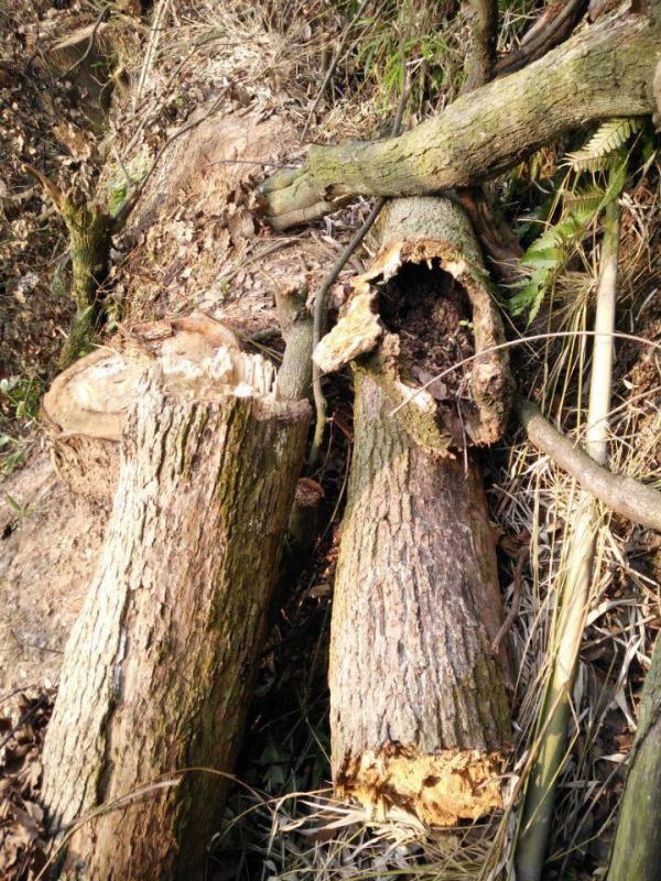完美电竞男子售卖其父种植的26棵香樟树获刑 人工栽种香樟算不算国家重点保护植物？(图2)