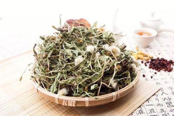 52岁女子长期饮用蒲公英泡水后来身体状况如何适量为宜因人而异
