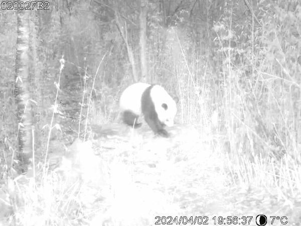 甘肃一地引诱拍到5只野生大熊猫