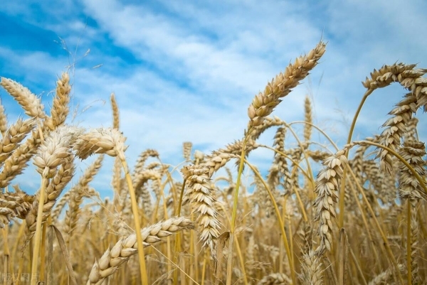 小麦“越涨越猛”！猛烈涨价彻底起飞了 面粉企业利润承压