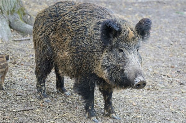 遇到野猪别装死别搏斗赶紧逃 野猪侵线致机械师不幸身亡