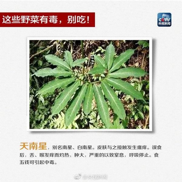 误售断肠草致人身亡老板已被拘 误将断肠草当海风藤