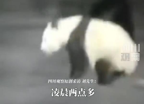 男子遇夜跑大熊貓還以為是豬 秦嶺夜跑達(dá)人現(xiàn)身