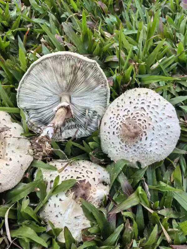 綠化帶蘑菇瘋長(zhǎng) 當(dāng)心蘑界殺手有劇毒 雨后密集出現(xiàn)