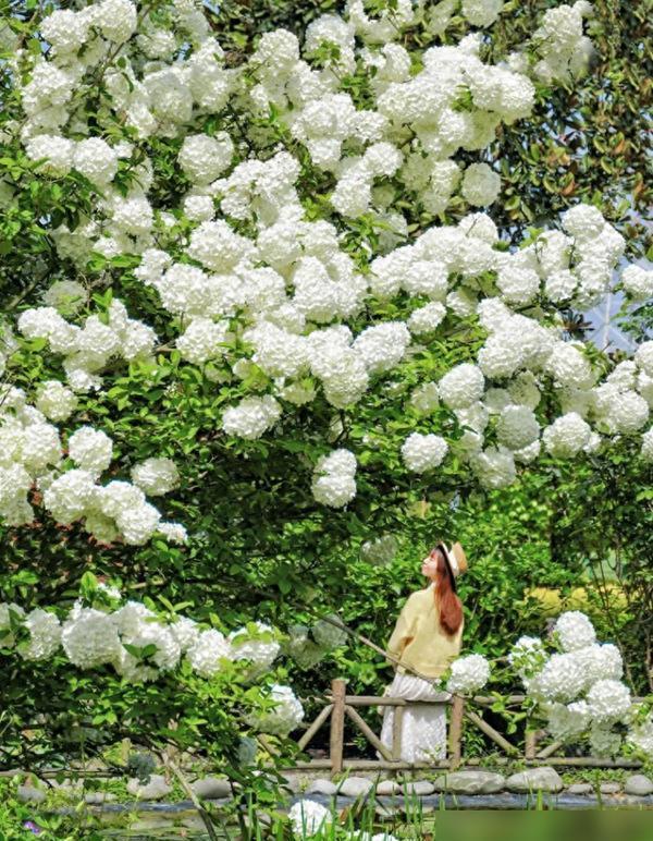 四川一女子，把花種成“參天大樹”,，開滿10000朵白繡球,！