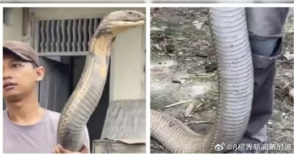 印度男子徒手抓巨型眼鏡王蛇