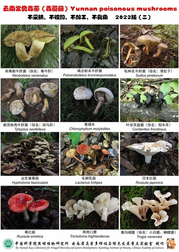 男子住酒店后報(bào)警：門朝我飛過來了 疑因食用野生菌中毒