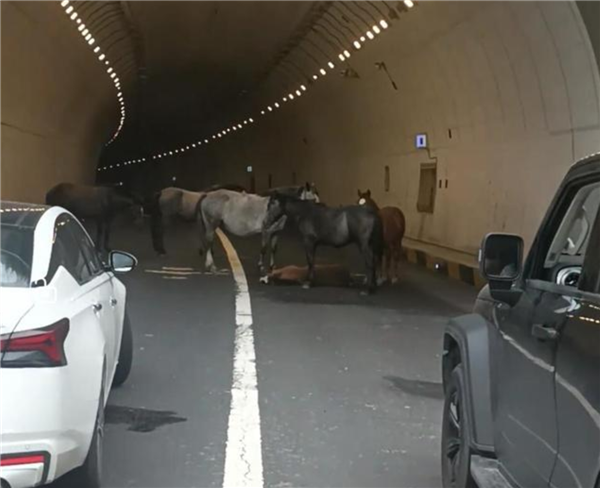 警方回應(yīng)在隧道大馬攔路求助