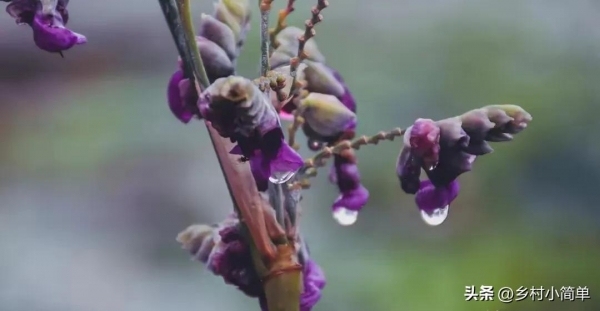 “雨水停不停,就看八月廿一”,农谚怎么说
