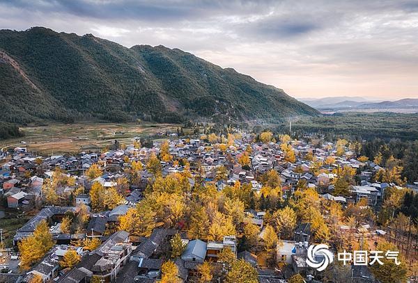 错过再等1年！全国银杏观赏地图来了 捕捉限定秋色