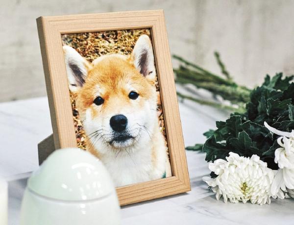 暴利外衣下的宠物殡葬