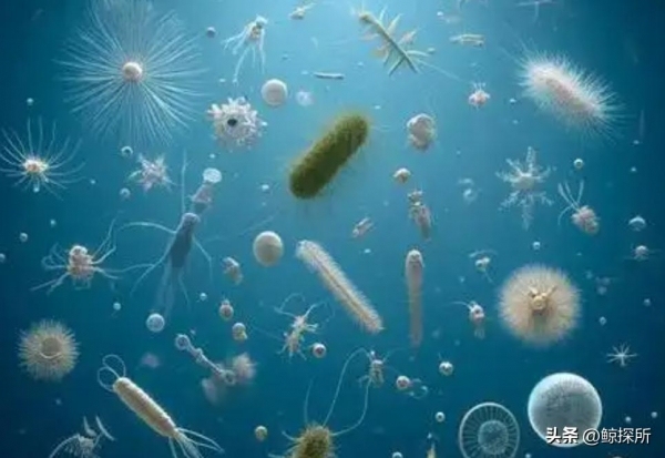 我國科學(xué)家重要發(fā)現(xiàn)或顛覆經(jīng)典理論！海洋里竟然藏著一個瞞了全人類近百年的