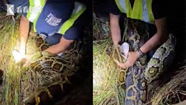 美一捕蛇员被缅甸蟒缠腿拖行！