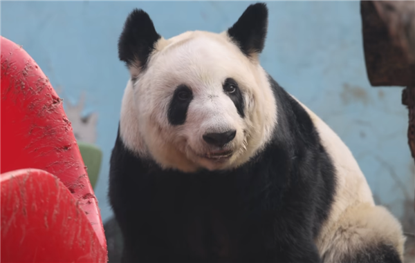 熊猫丫丫回国两年妥妥幸福胖 体重增至95公斤