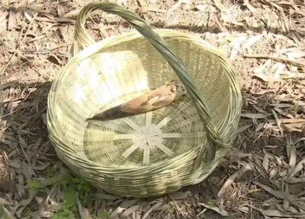 男子偷挖竹笋绊倒后鼻腔被戳穿 违规采笋自担责
