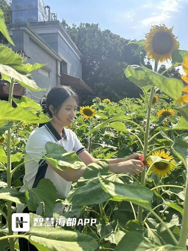 老师将花束分送祝学生“一举夺葵” 600余株向日葵盛放送祝福