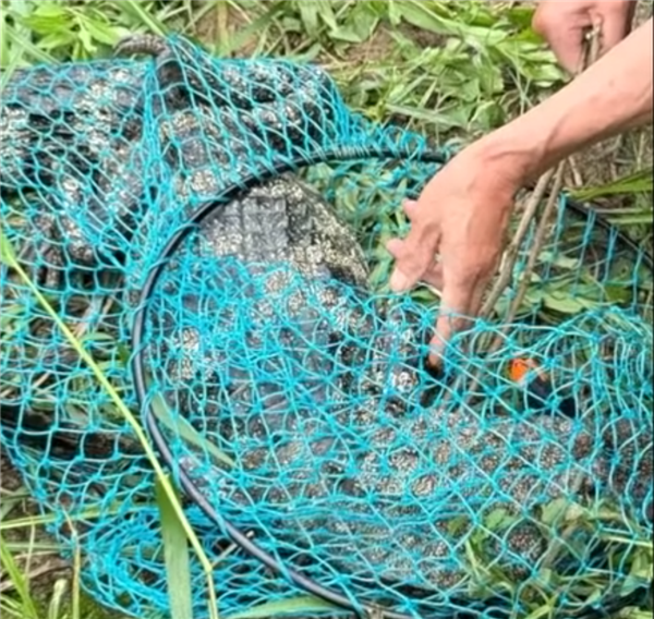 池塘有鳄鱼男子一竿出去正中头部 意外捕获野生扬子鳄