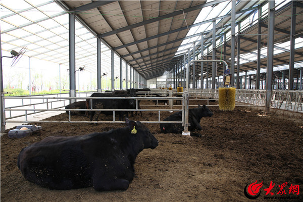 滨州阳信县叫响“阳信牛肉”品牌，打造牛产业高质量发展“阳信模式”