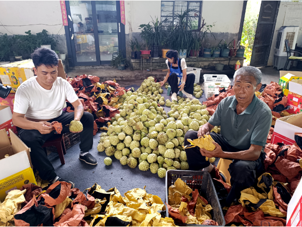 临沧云县：家庭农场成为乡村振兴“新引擎”