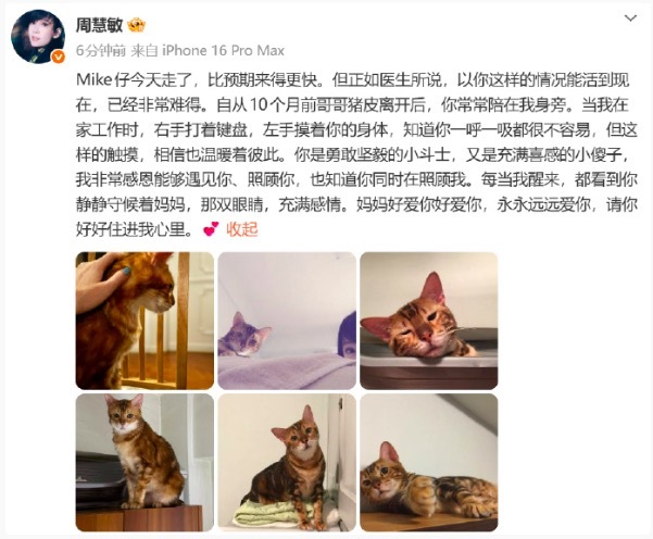 周慧敏的猫去世了 引发广泛共情