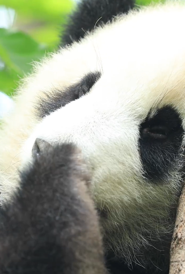 大熊猫jiojio有多臭啊要洗这么久！