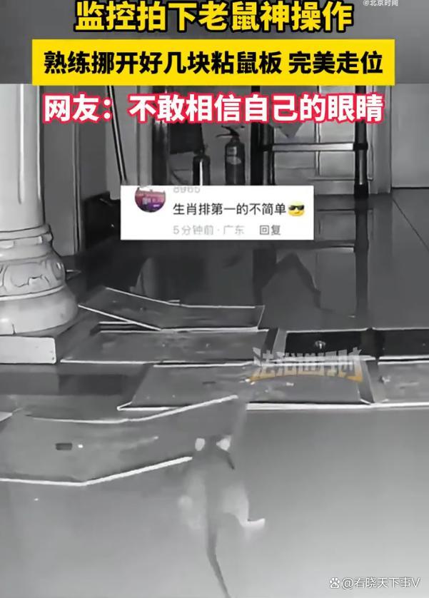 監(jiān)控拍下老鼠神操作 熟練避開(kāi)陷阱
